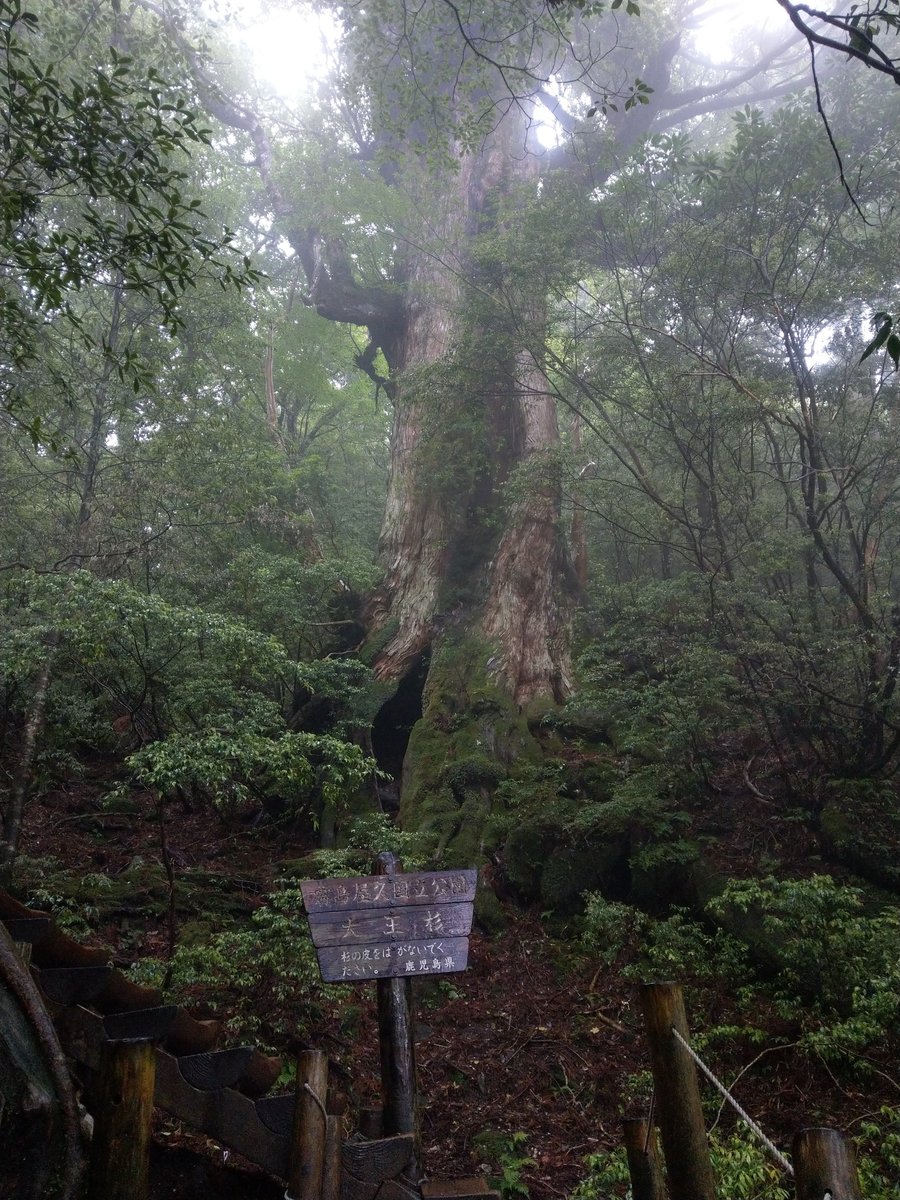 Ancient Cedar of Yakushima, Kagoshima — A Giant to Behold photo 3