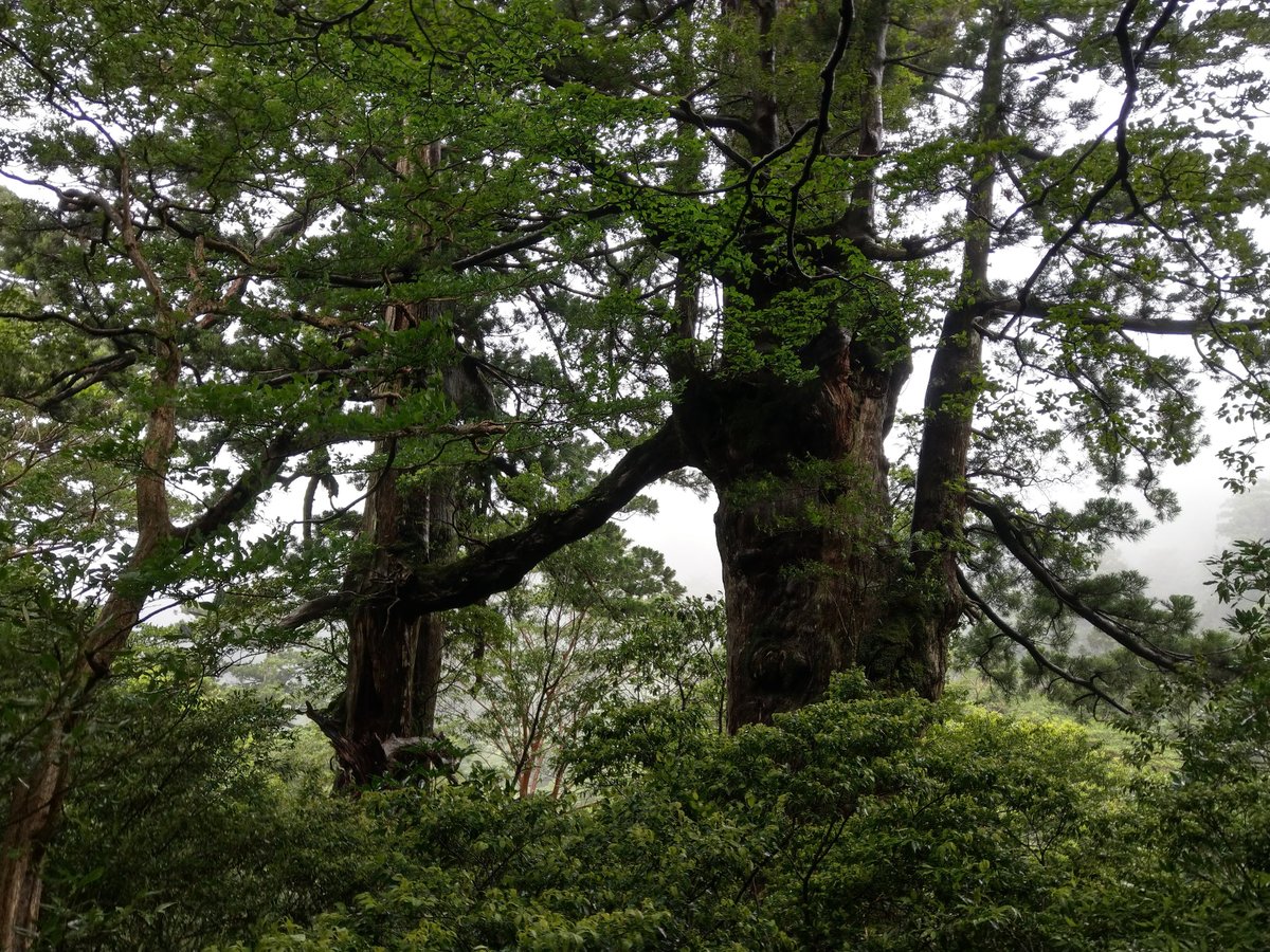 Ancient Cedar of Yakushima, Kagoshima — A Giant to Behold photo 4