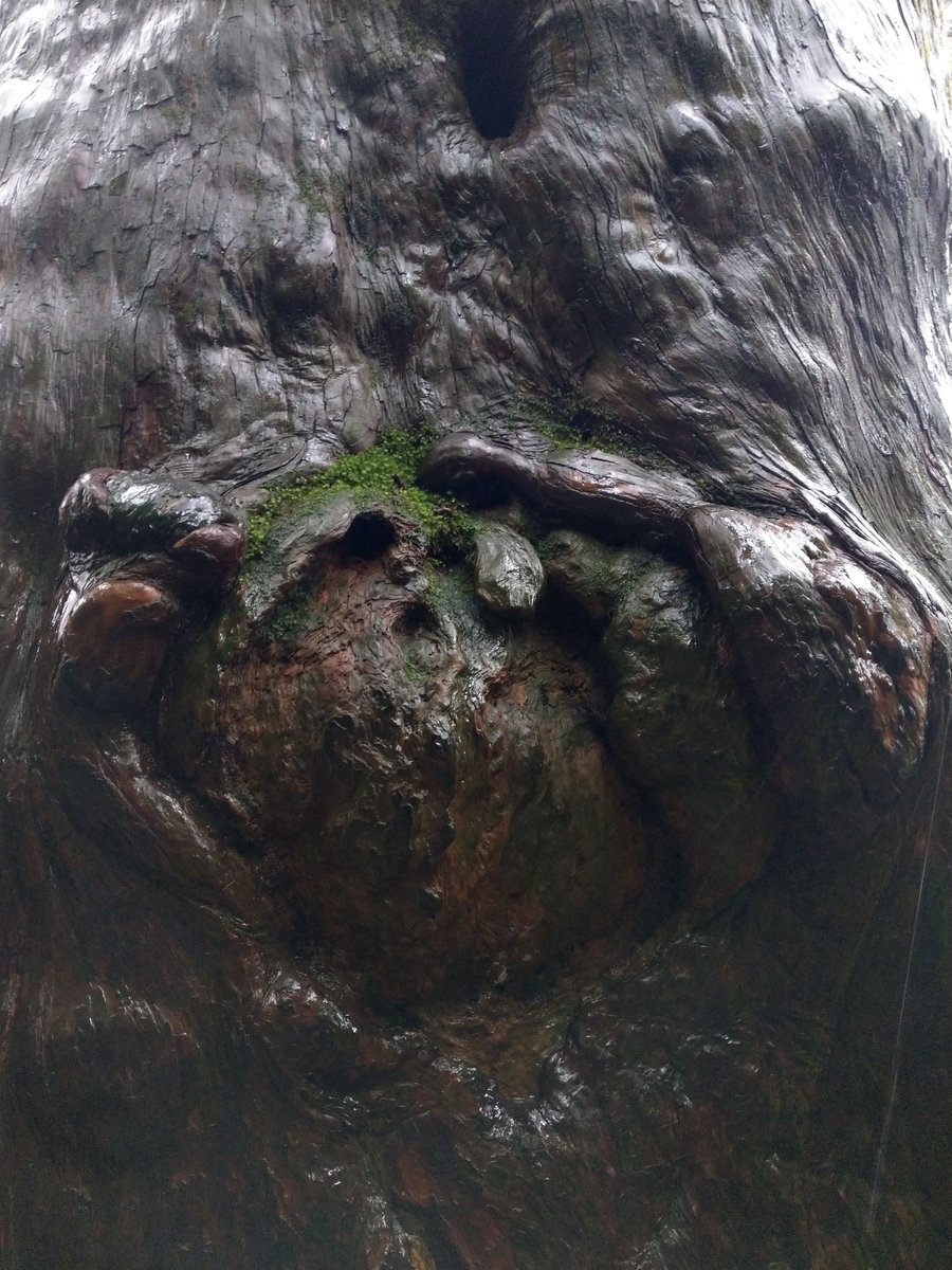 Ancient Cedar of Yakushima, Kagoshima — A Giant to Behold photo 5