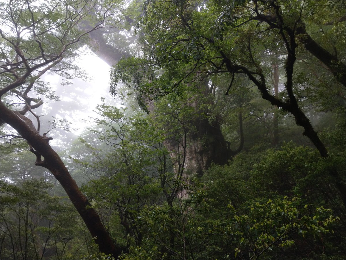 Ancient Cedar of Yakushima, Kagoshima — A Giant to Behold photo 6