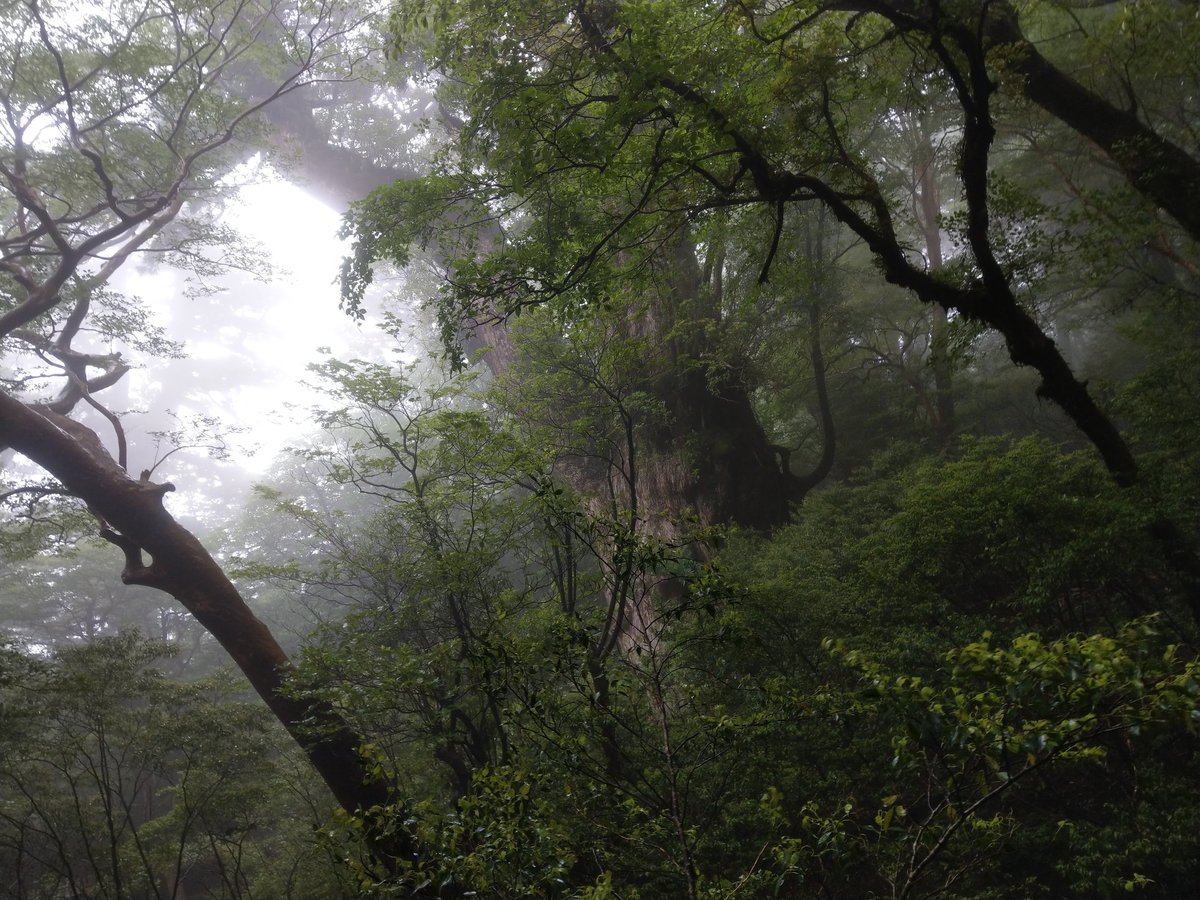 Ancient Cedar of Yakushima, Kagoshima — A Giant to Behold photo 7