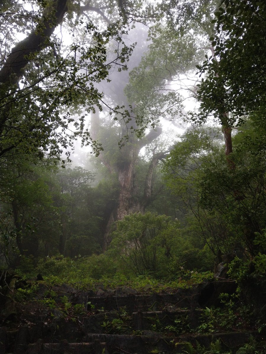 Ancient Cedar of Yakushima, Kagoshima — A Giant to Behold photo 8