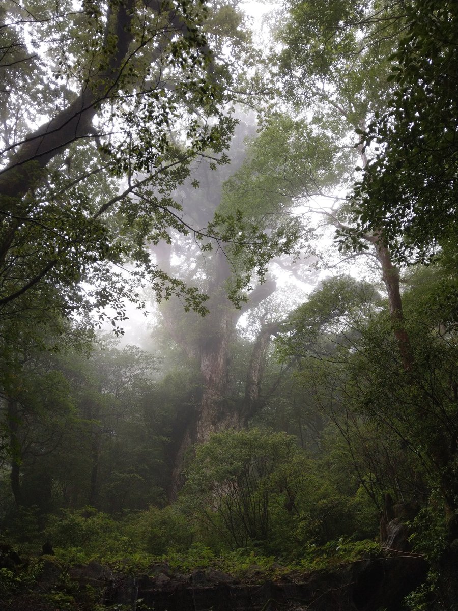 Ancient Cedar of Yakushima, Kagoshima — A Giant to Behold photo 9
