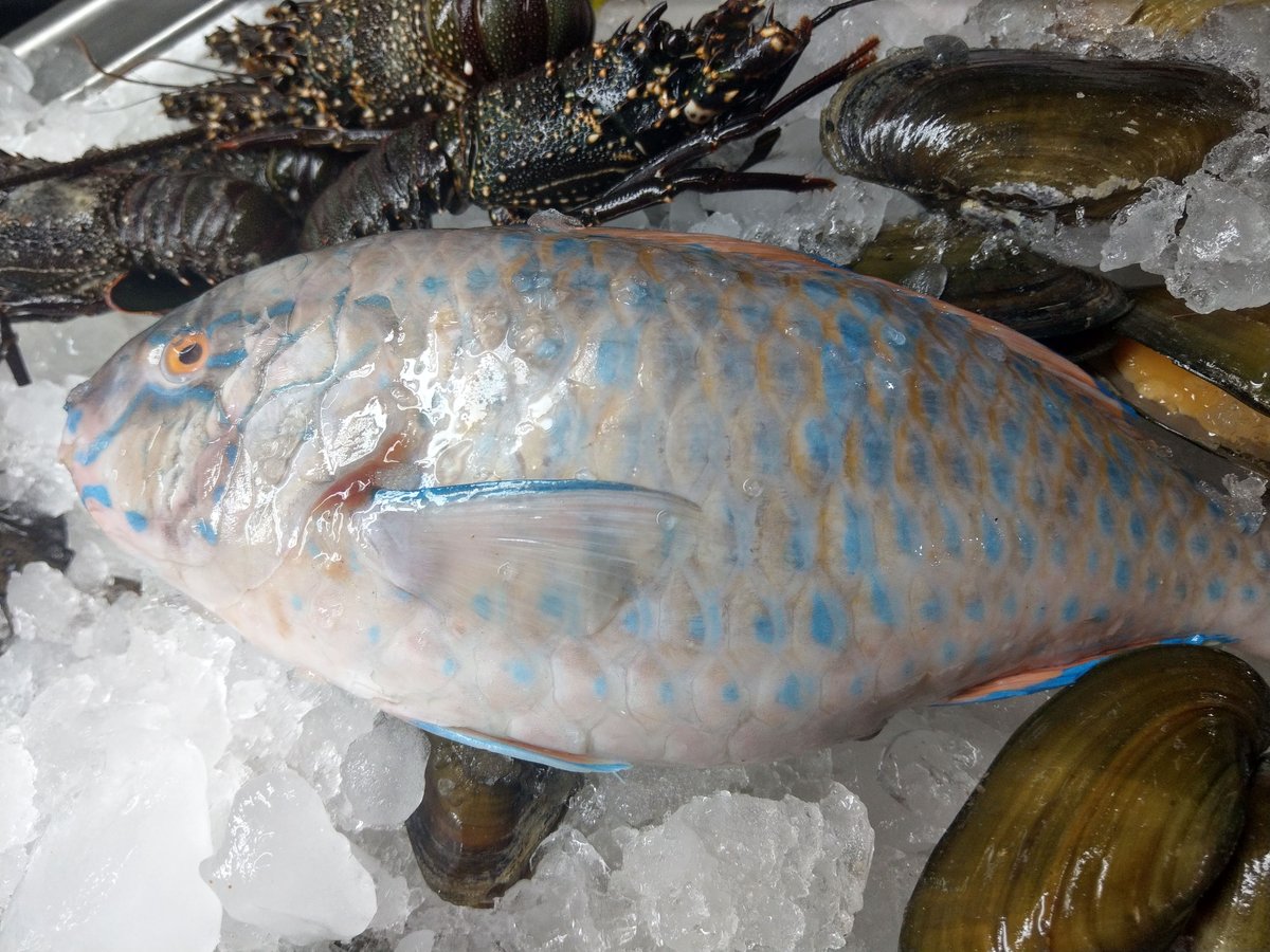 Fresh Seafood Market Display, Dahab Egypt photo 3