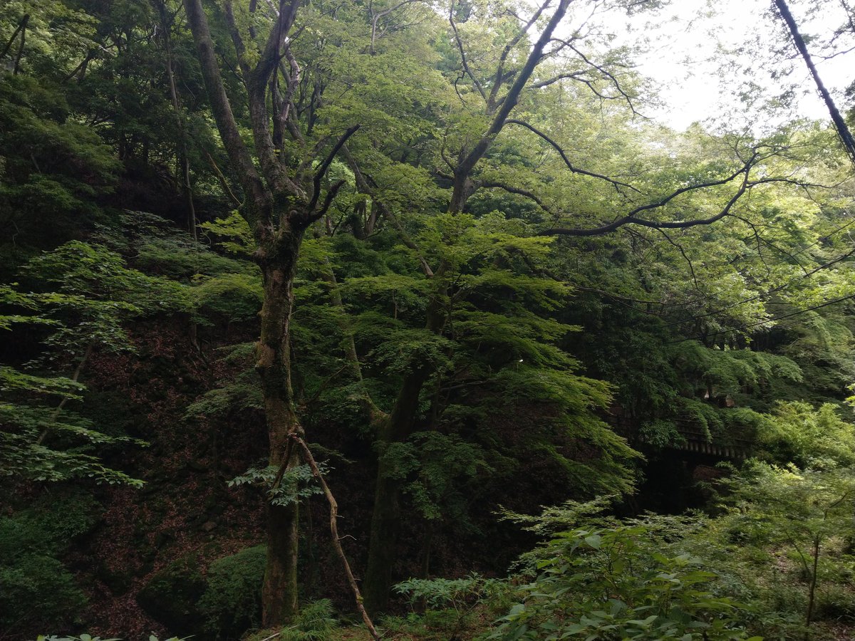 Mountain Shrine Trail, Kanagawa โ Summer Green in June photo 3
