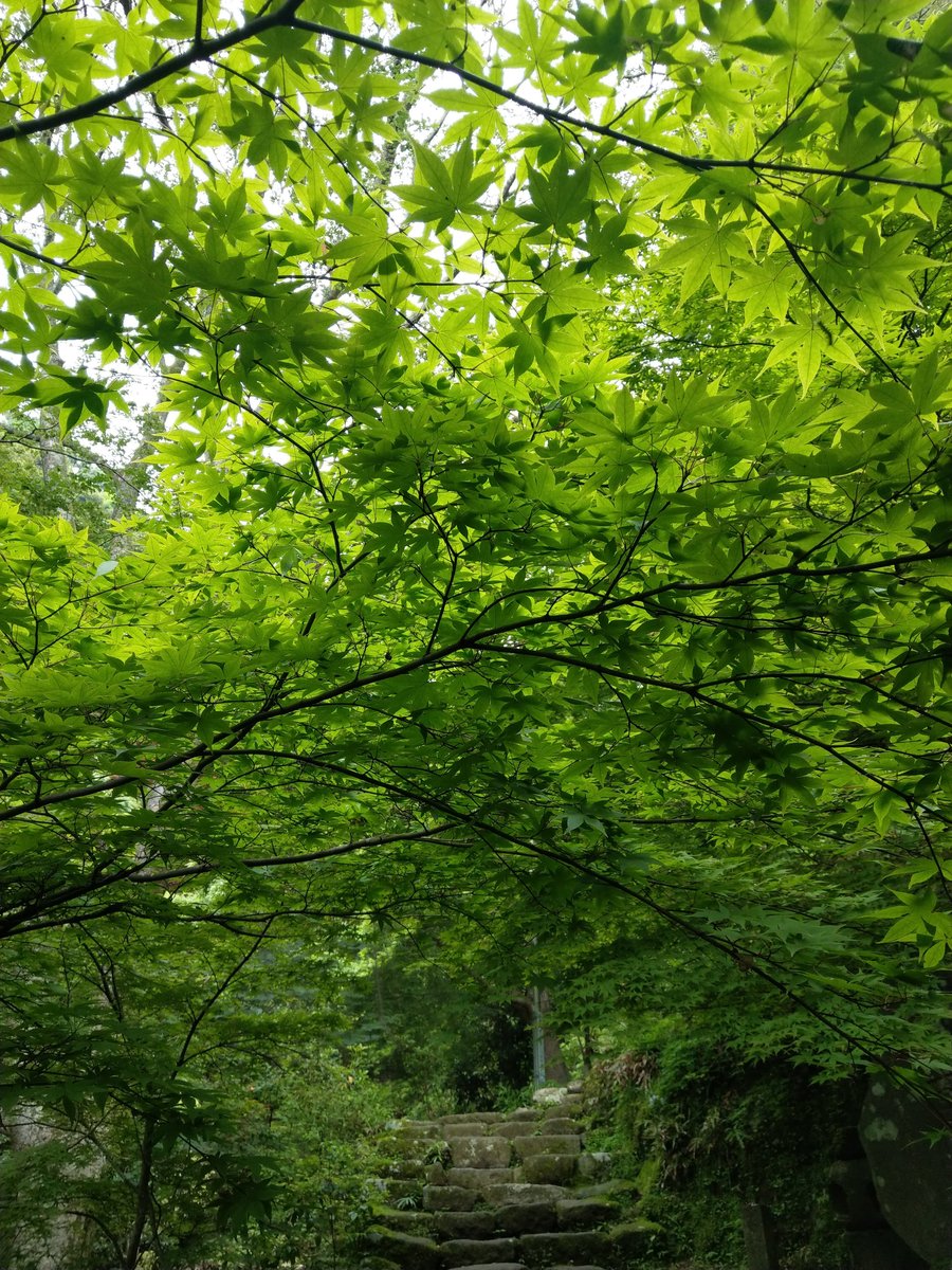 Mountain Shrine Trail, Kanagawa โ Summer Green in June photo 6