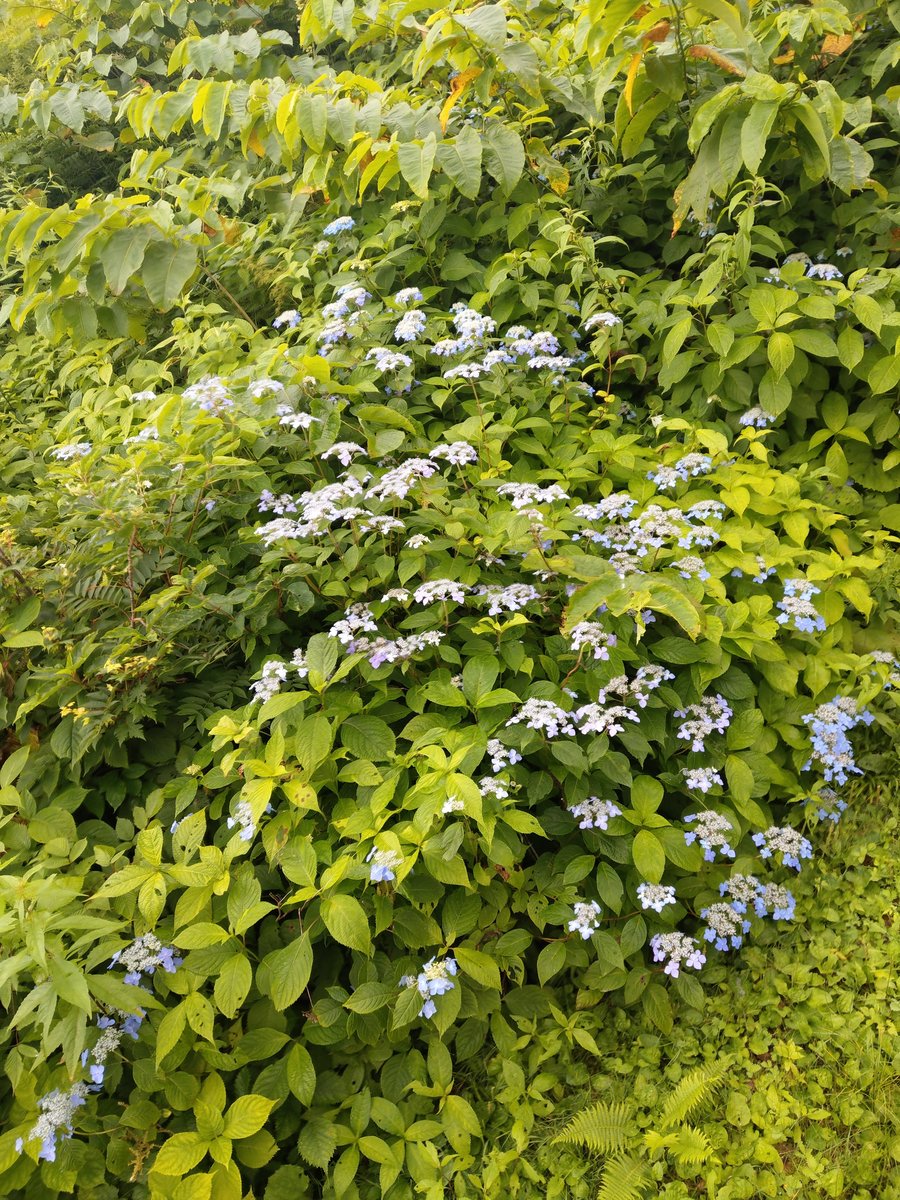 Summer Hydrangeas in Toyama, with Mt. Shirouma in View