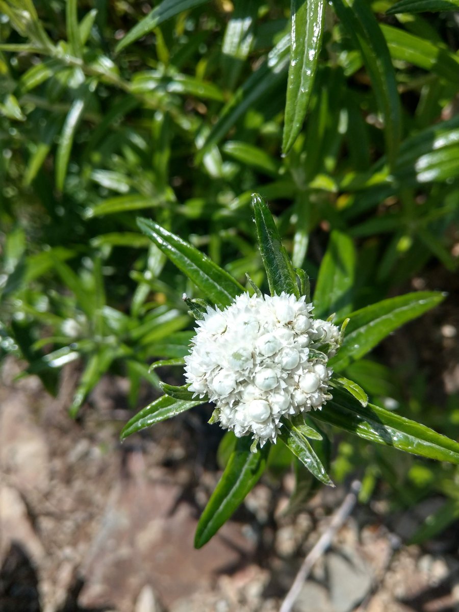 Alpine Wildflower in August, Toyama