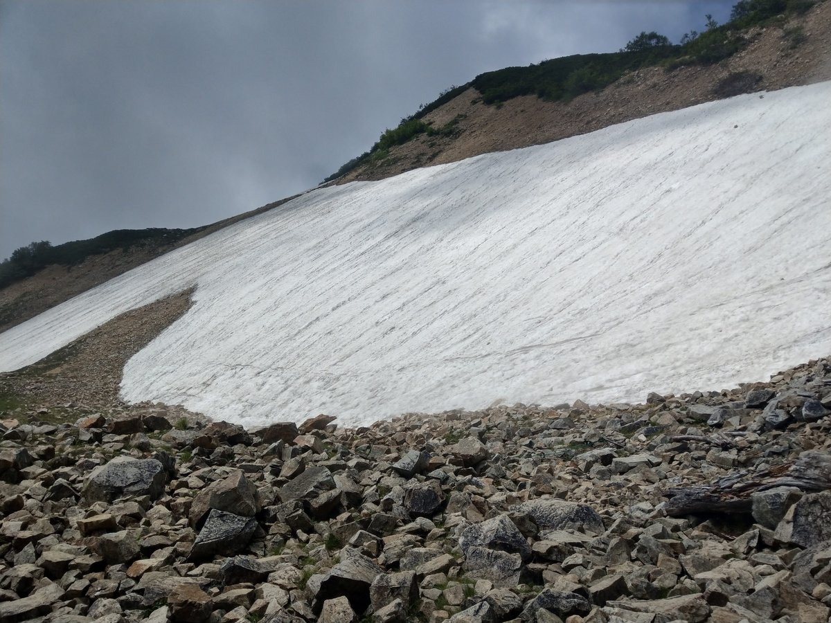 Alpine Wildflower in August, Toyama photo 6