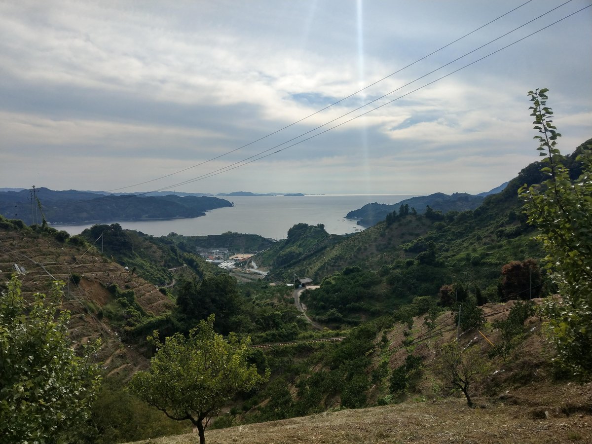 Citrus Jelly from Ehime Prefecture, Japan photo 8