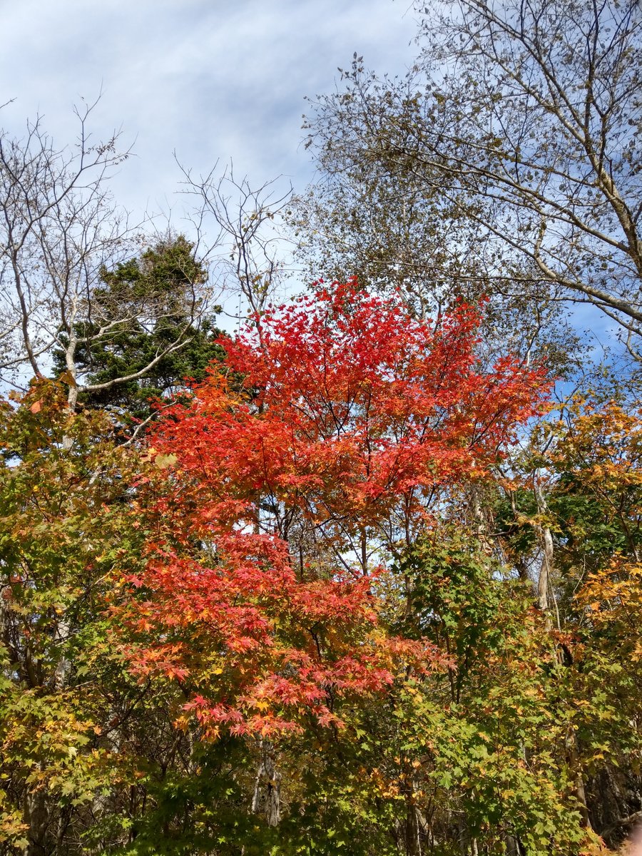 Autumn Road Through Hokkaido's Gentle Hills photo 3