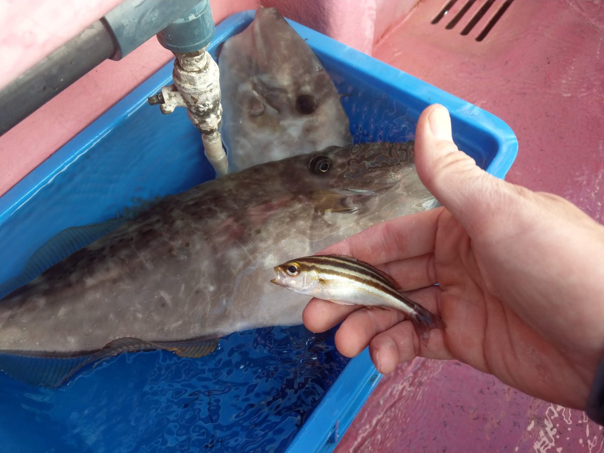 Fishing off the Kanagawa Coast, October photo 4
