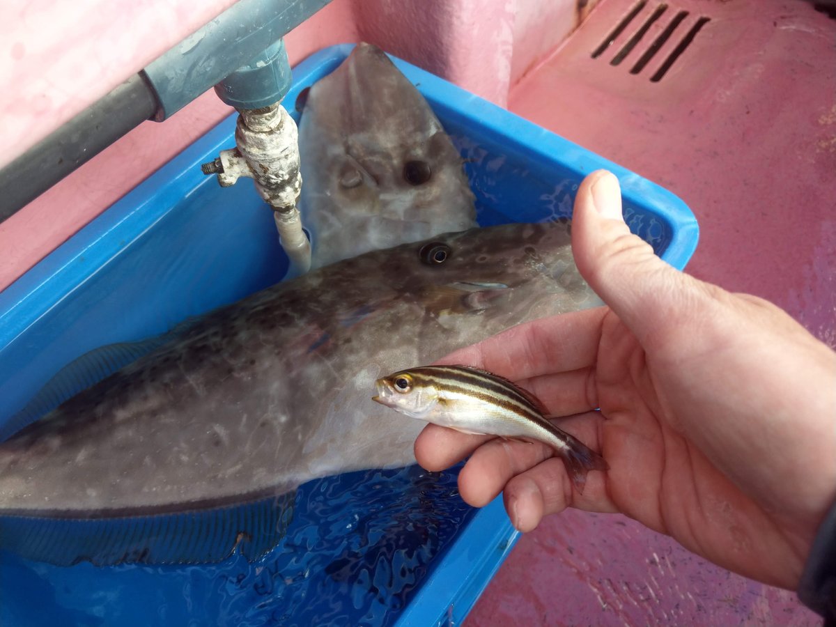 Fishing off the Kanagawa Coast, October photo 5