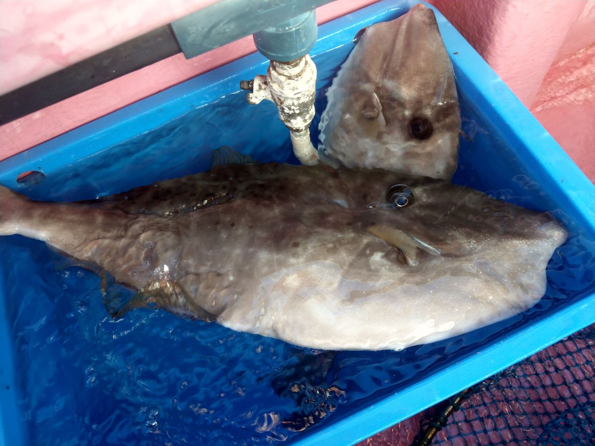 Fishing off the Kanagawa Coast, October photo 6