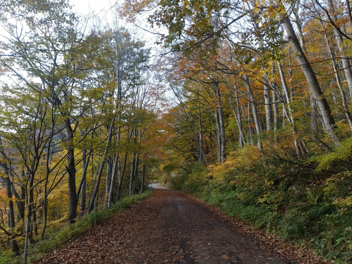 Autumn Trail near Mt. Tanigawa, Gunma