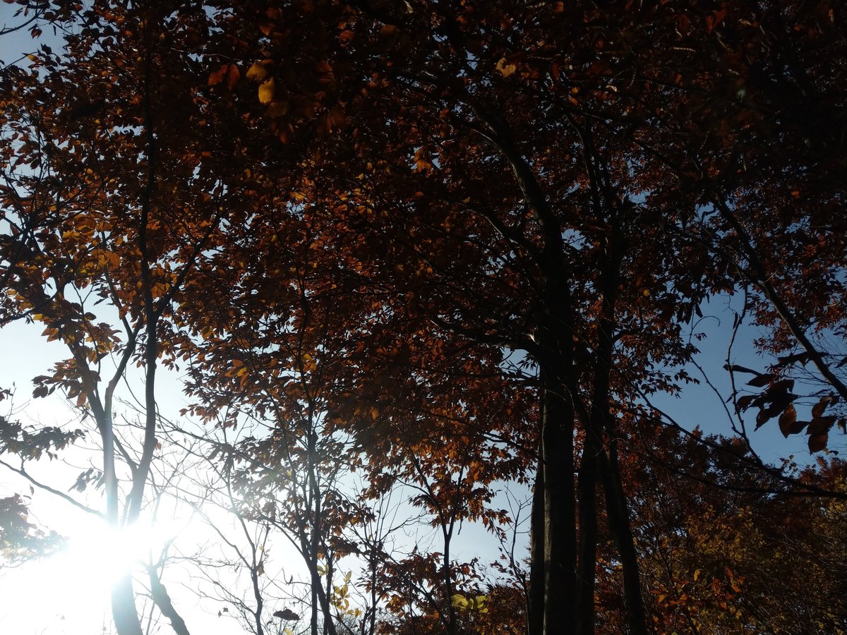 Autumn Trail near Mt. Tanigawa, Gunma photo 2