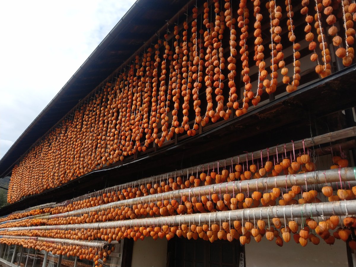 Persimmon Drying Harvest, Koshu Yamanashi