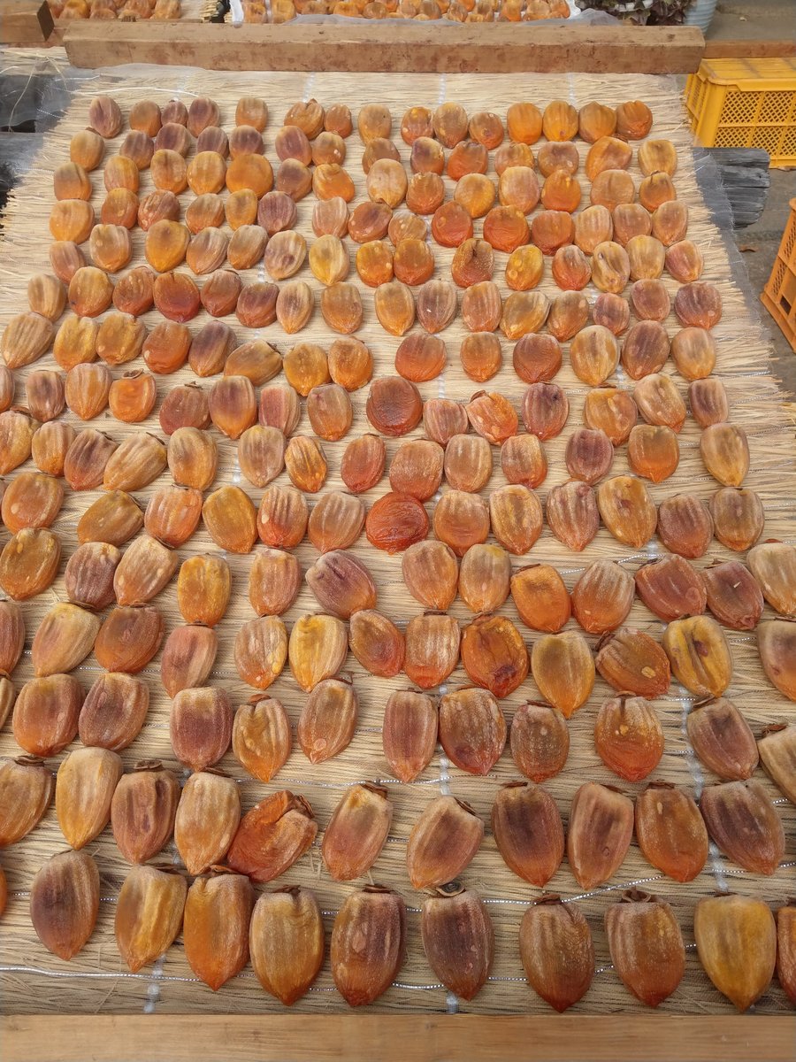 Persimmon Drying Harvest, Koshu Yamanashi photo 2
