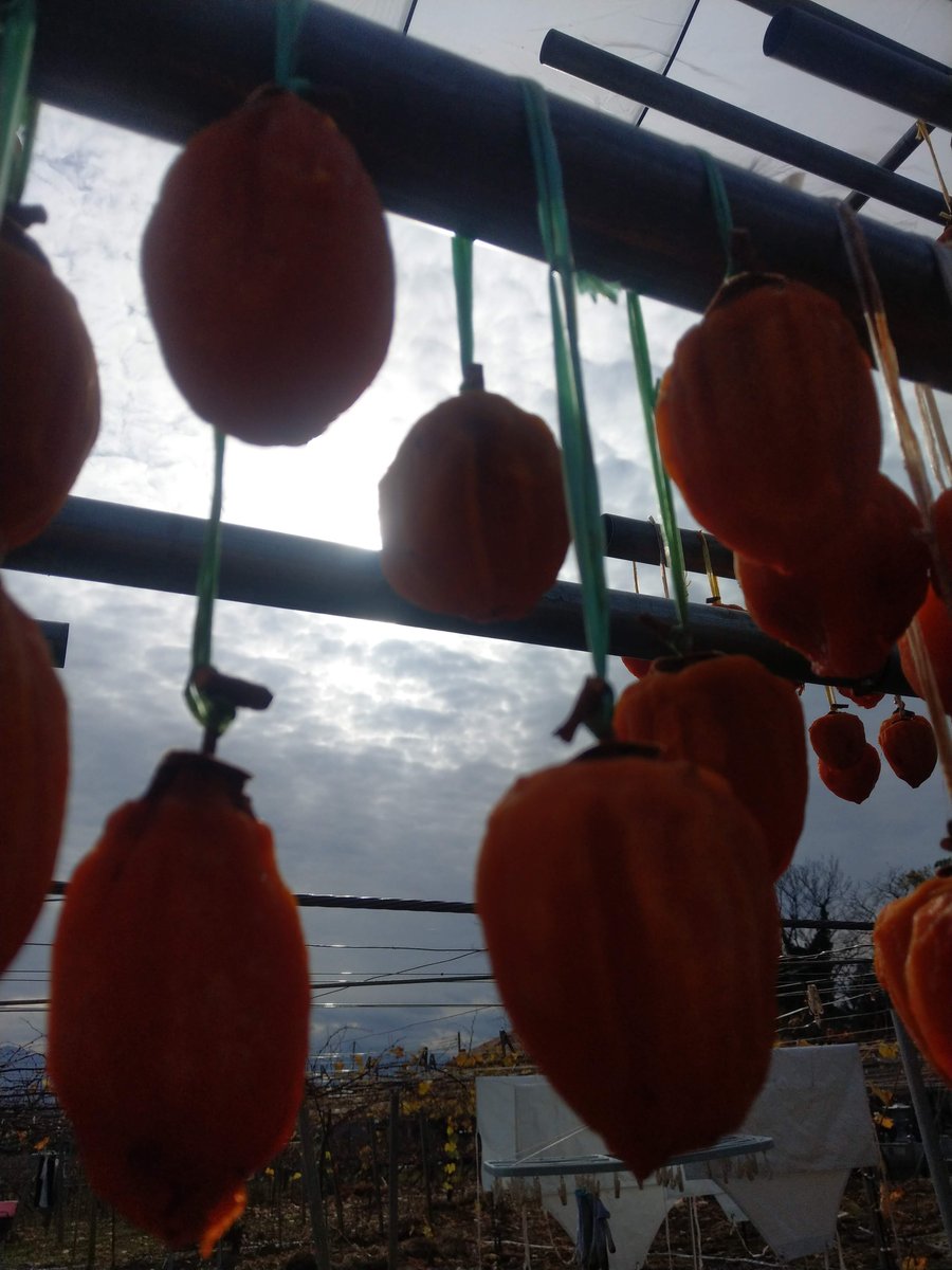 Persimmon Drying Harvest, Koshu Yamanashi photo 3