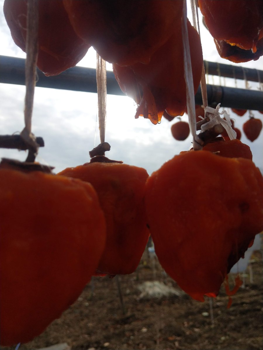 Persimmon Drying Harvest, Koshu Yamanashi photo 4