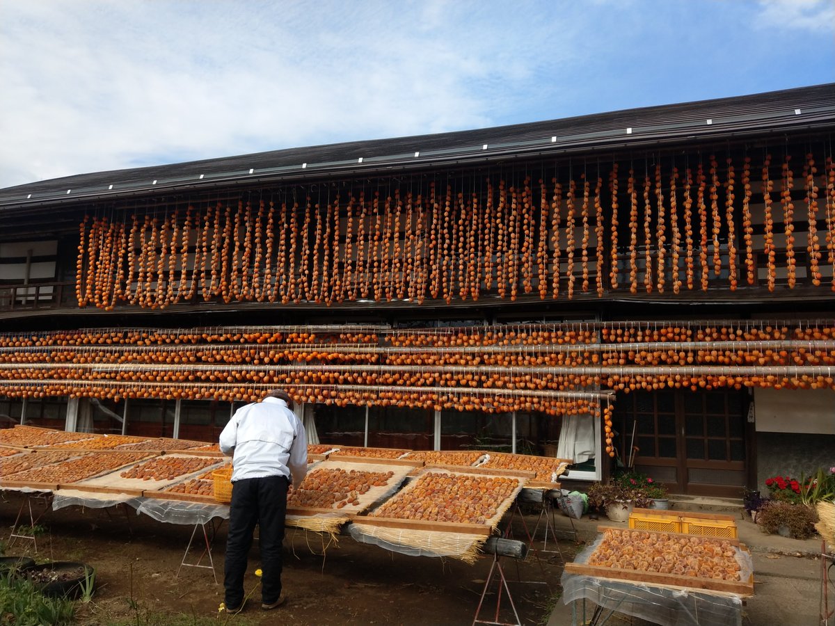 Persimmon Drying Harvest, Koshu Yamanashi photo 5