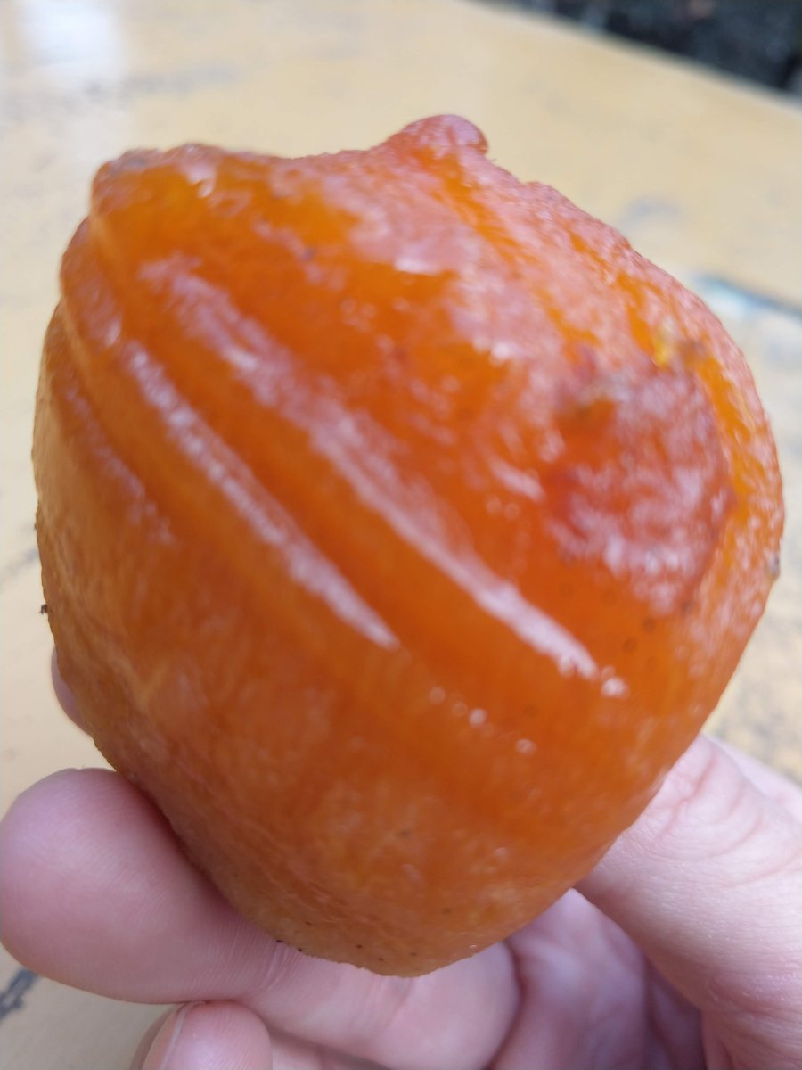 Persimmon Drying Harvest, Koshu Yamanashi photo 9