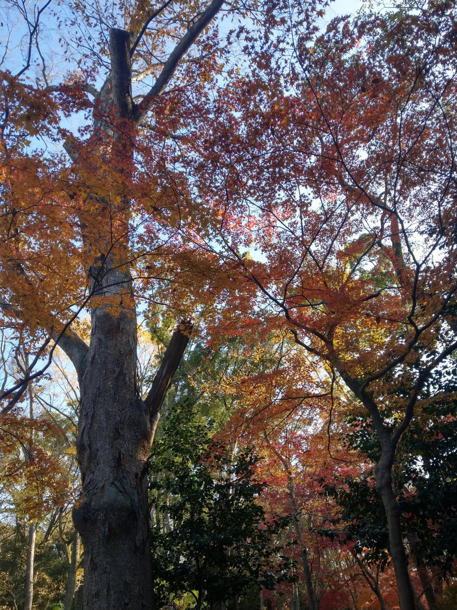 Kyoto Autumn Canopy, December