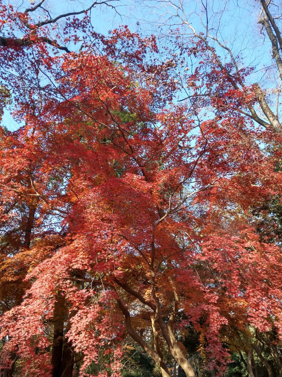 Kyoto Autumn Canopy, December photo 2