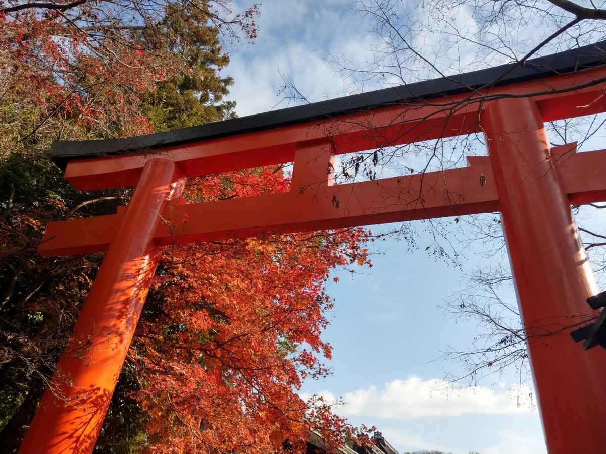 Kyoto Autumn Canopy, December photo 7