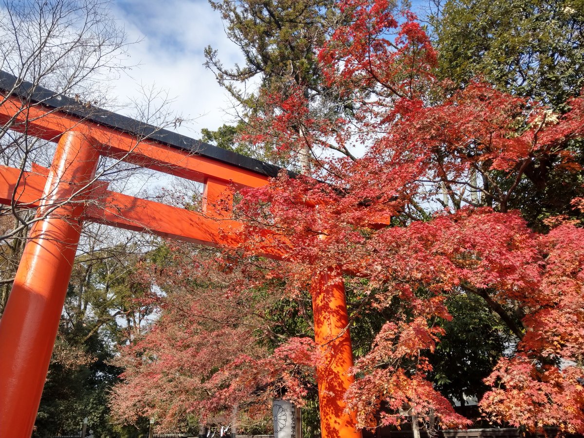 Kyoto Autumn Canopy, December photo 8
