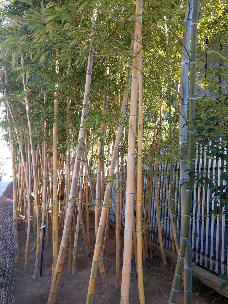 Bamboo Grove in Minami-Aoyama, Tokyo