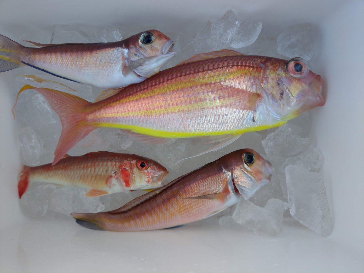 Fresh Catch at the Kanagawa Fish Market, January