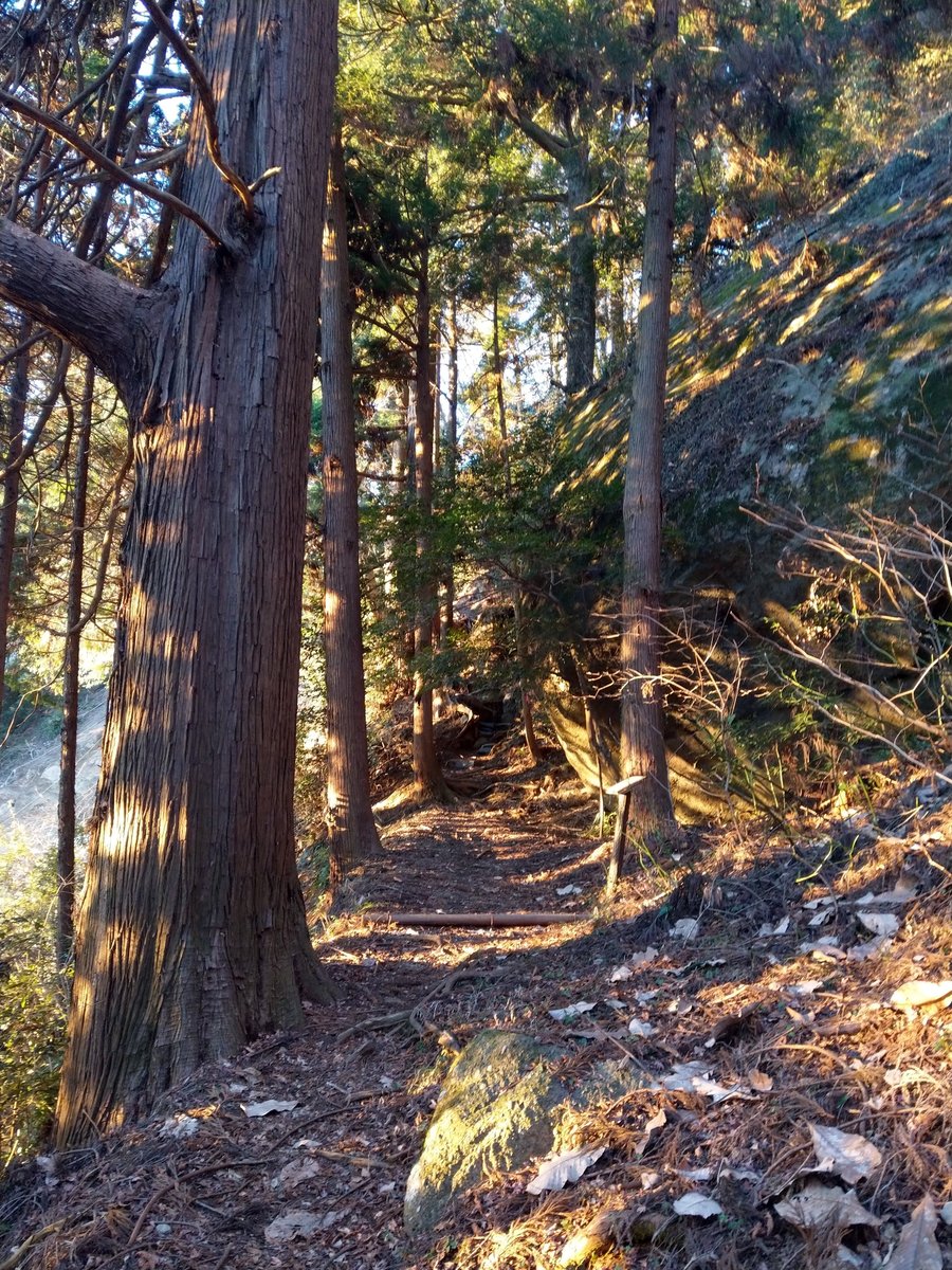 Winter Forest Walk Through Tall Cedars, Kanagawa
