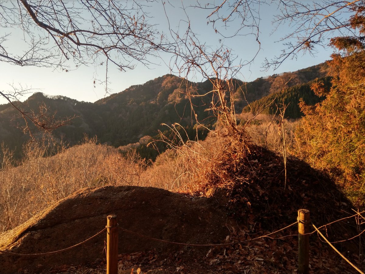 Winter Forest Walk Through Tall Cedars, Kanagawa photo 2