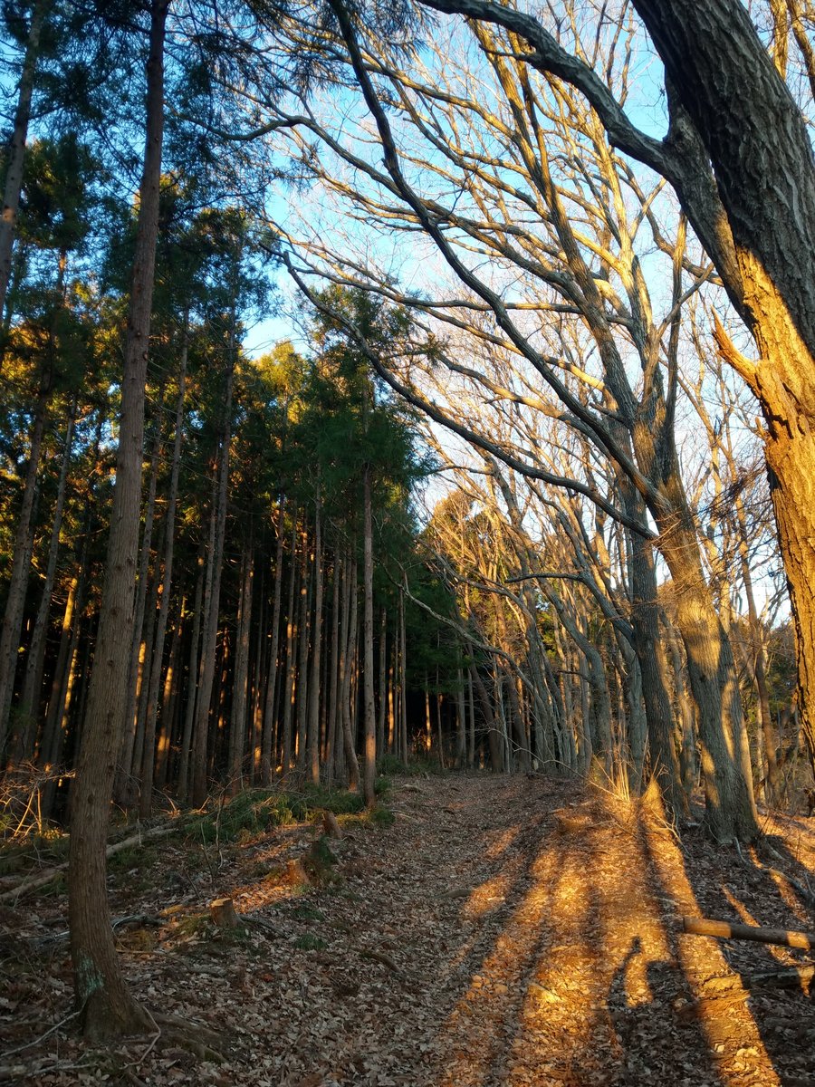 Winter Forest Walk Through Tall Cedars, Kanagawa photo 3