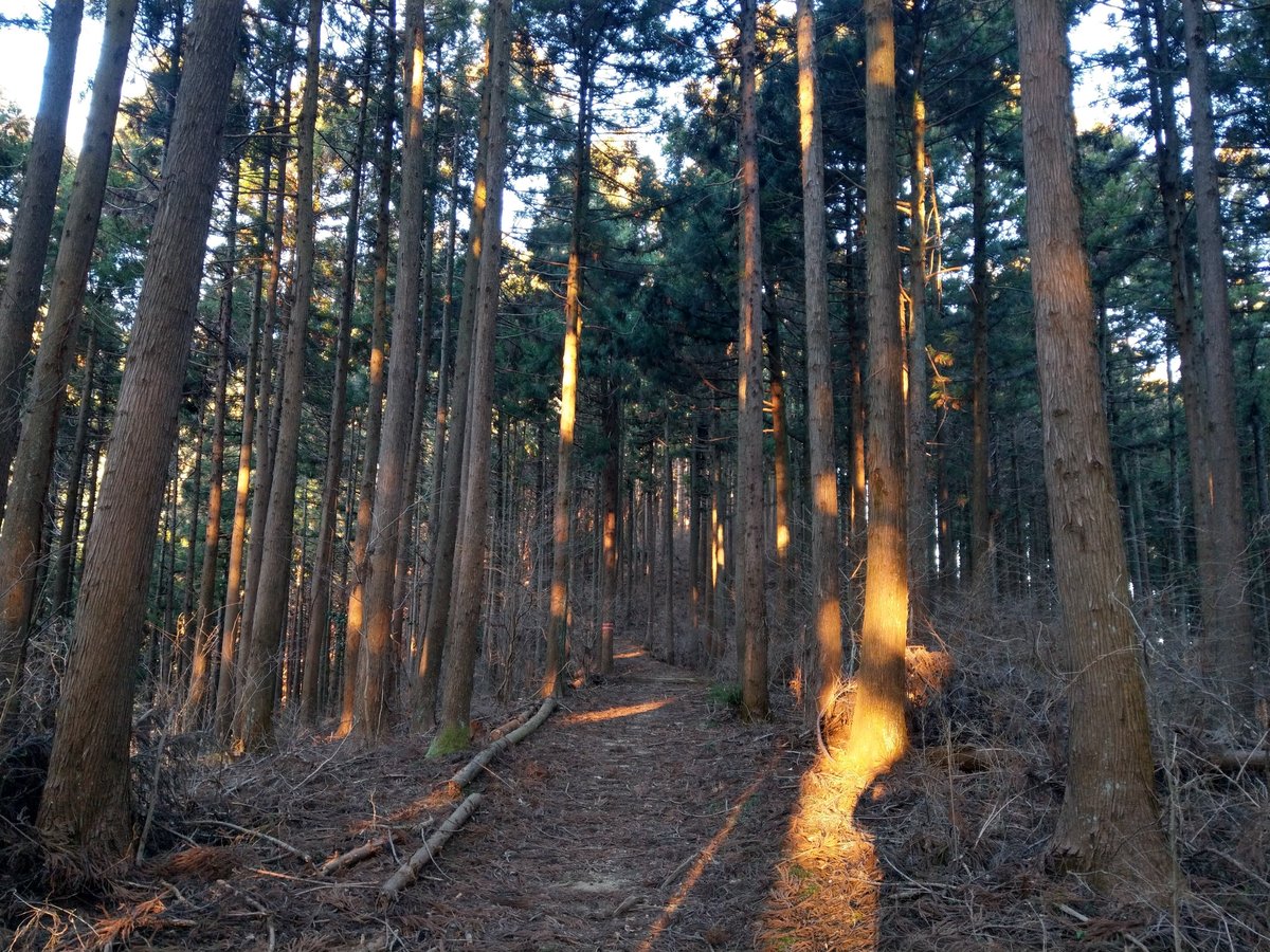 Winter Forest Walk Through Tall Cedars, Kanagawa photo 4