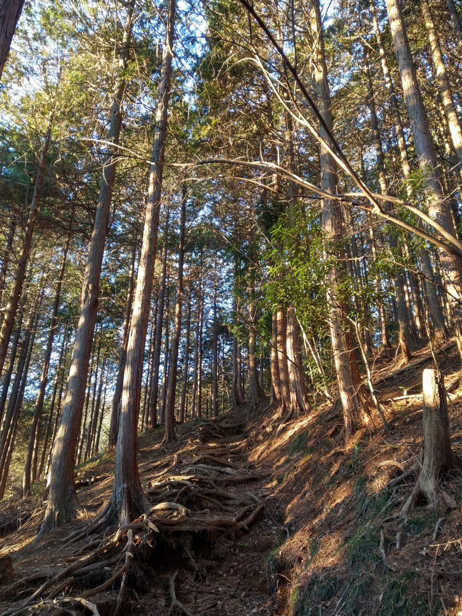 Winter Forest Walk Through Tall Cedars, Kanagawa photo 8