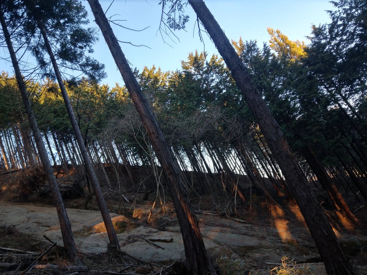 Winter Forest Walk Through Tall Cedars, Kanagawa photo 9