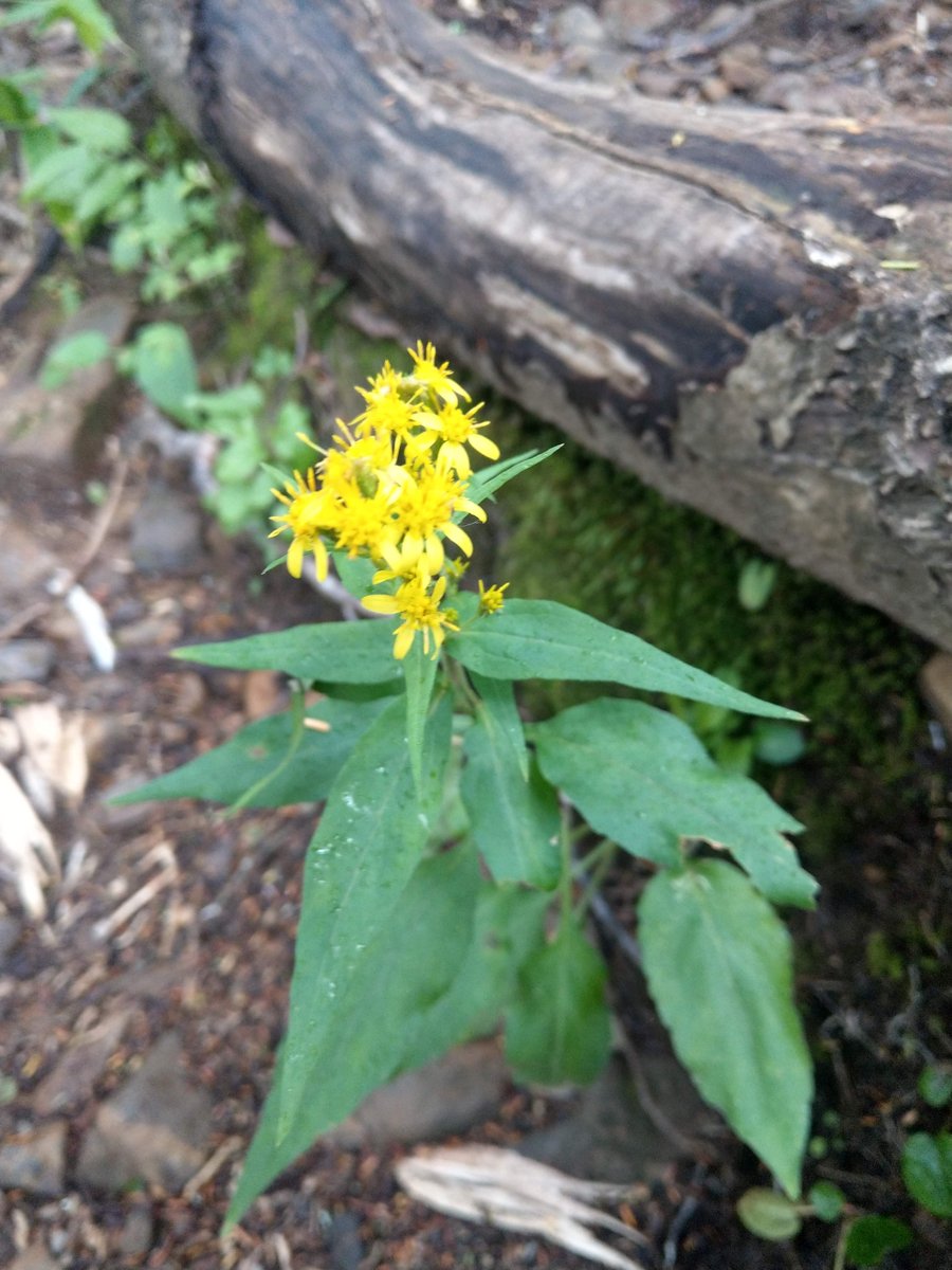 Summer Wildflower in the Nagano Alps