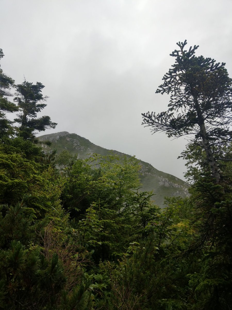 Summer Wildflower in the Nagano Alps photo 2