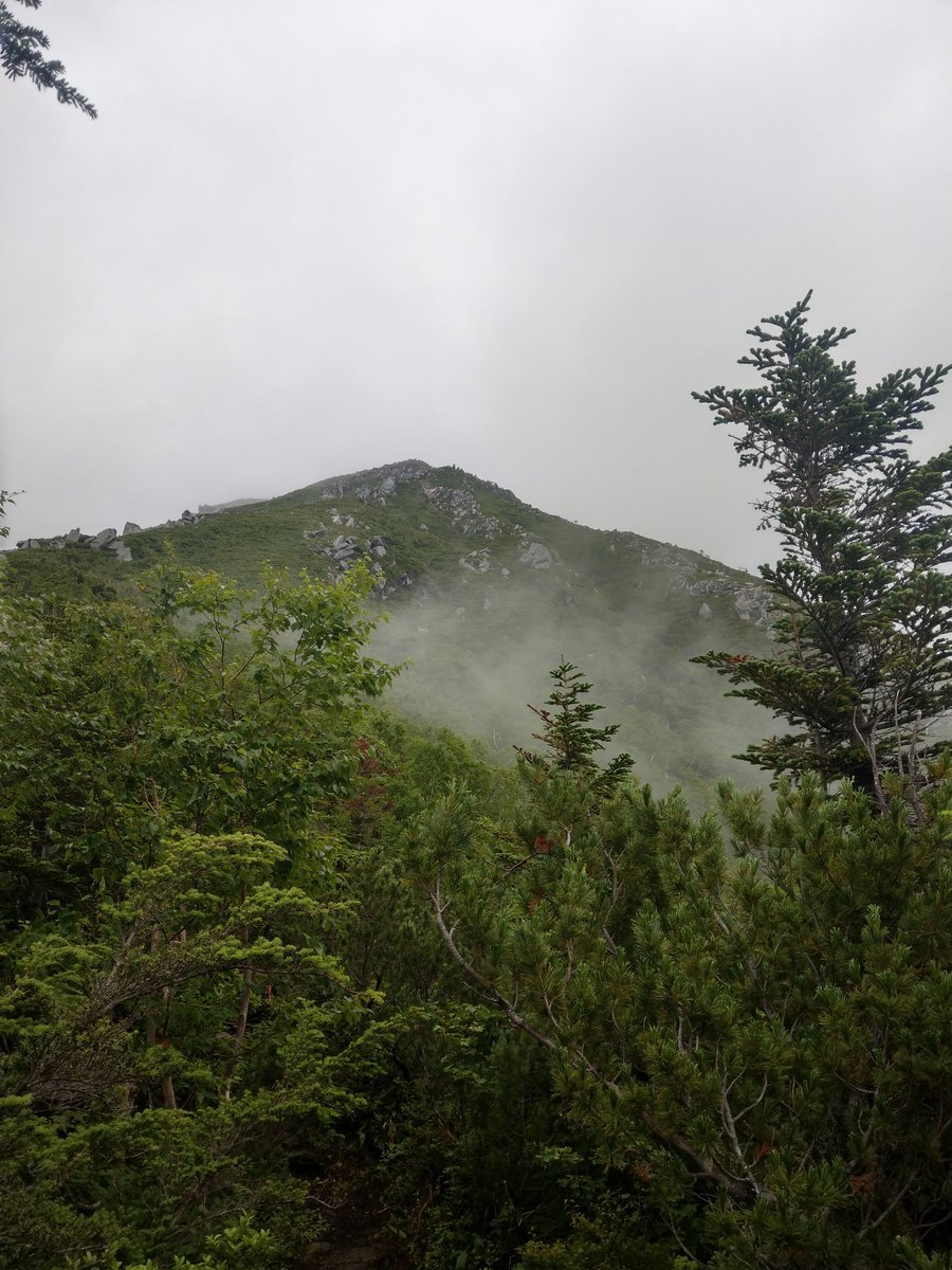 Summer Wildflower in the Nagano Alps photo 3