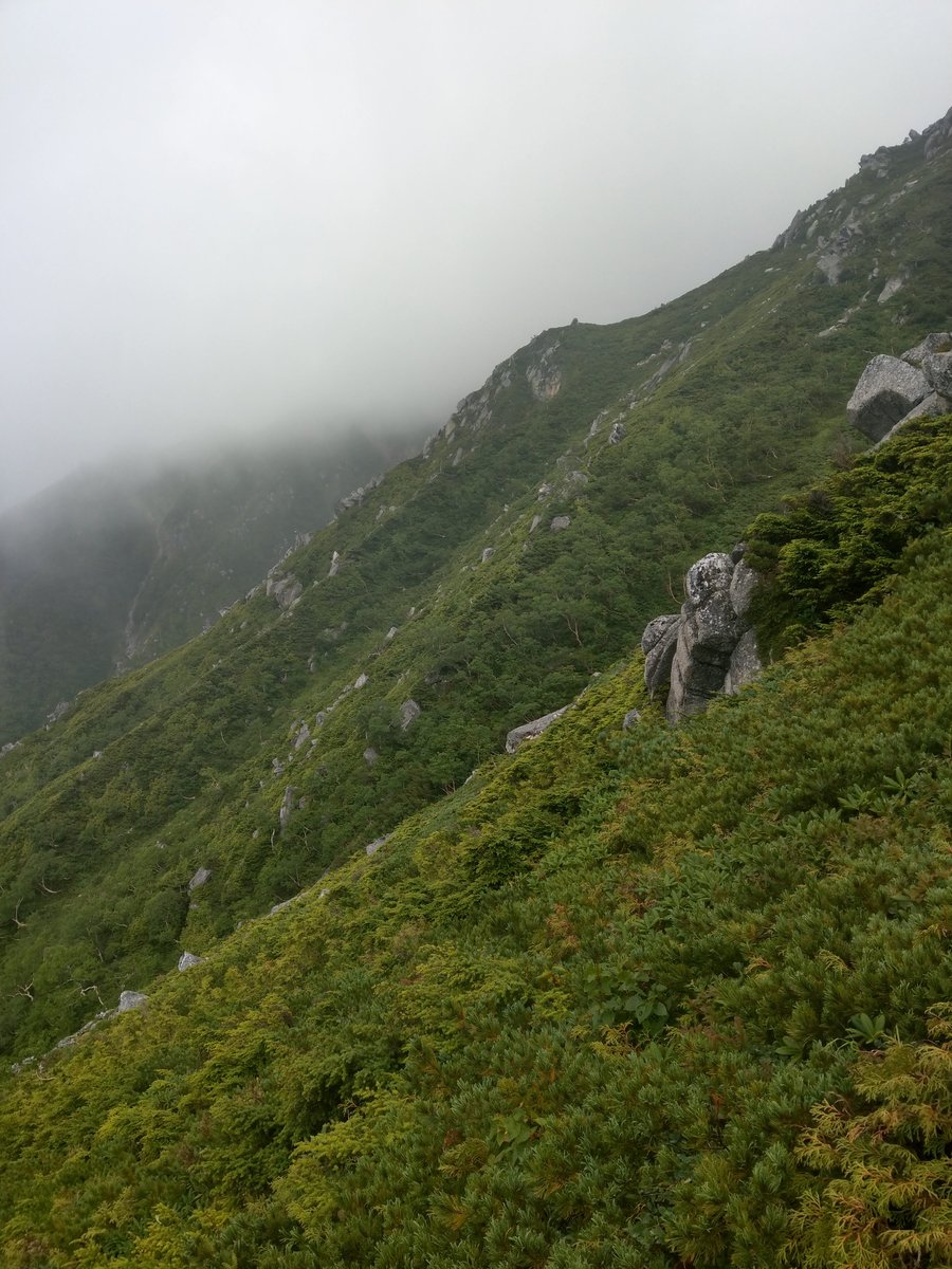 Summer Wildflower in the Nagano Alps photo 5