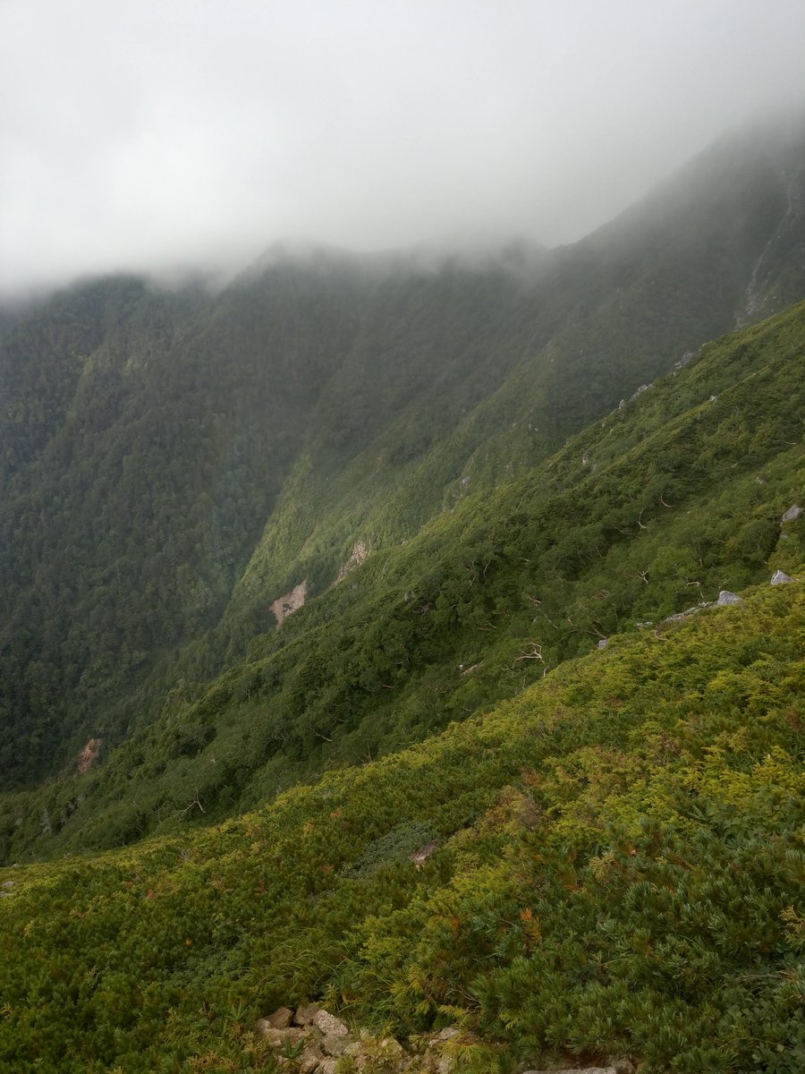 Summer Wildflower in the Nagano Alps photo 6