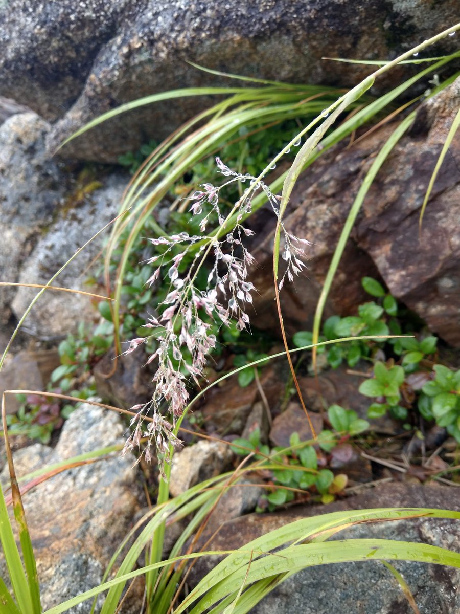 Summer Wildflower in the Nagano Alps photo 8