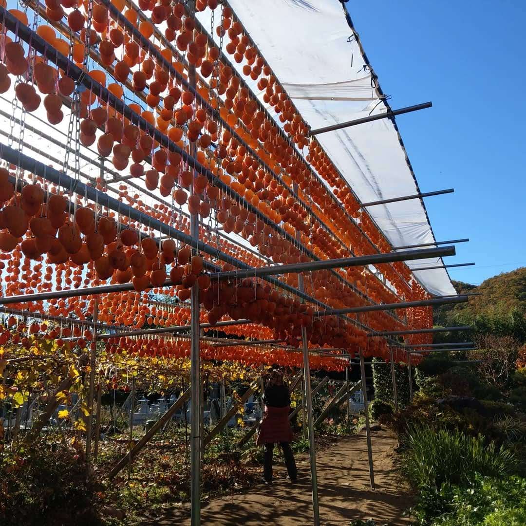 Persimmon Drying Racks, Koshu, Yamanashi photo 6