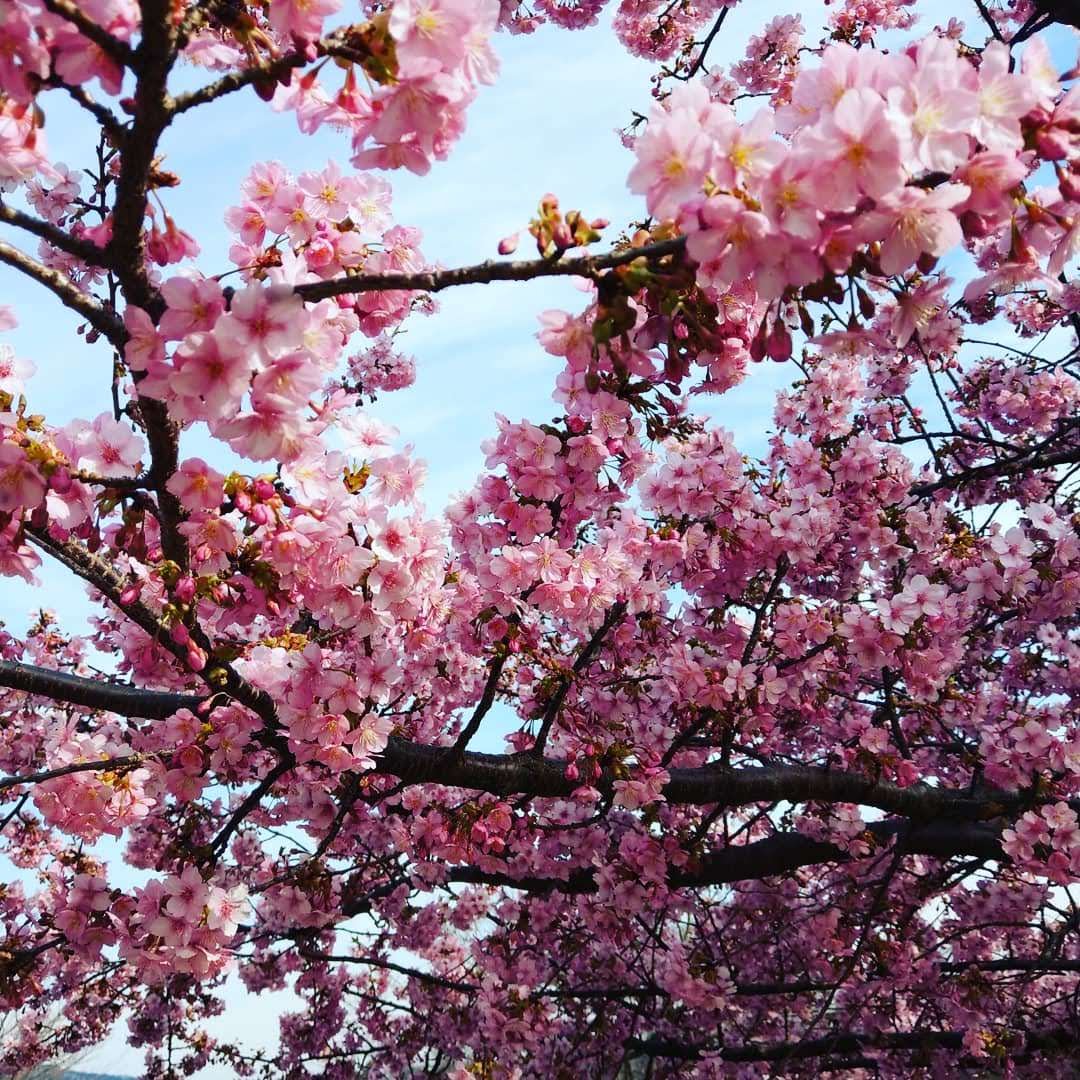 Cherry Blossoms in Full Bloom, Kanagawa