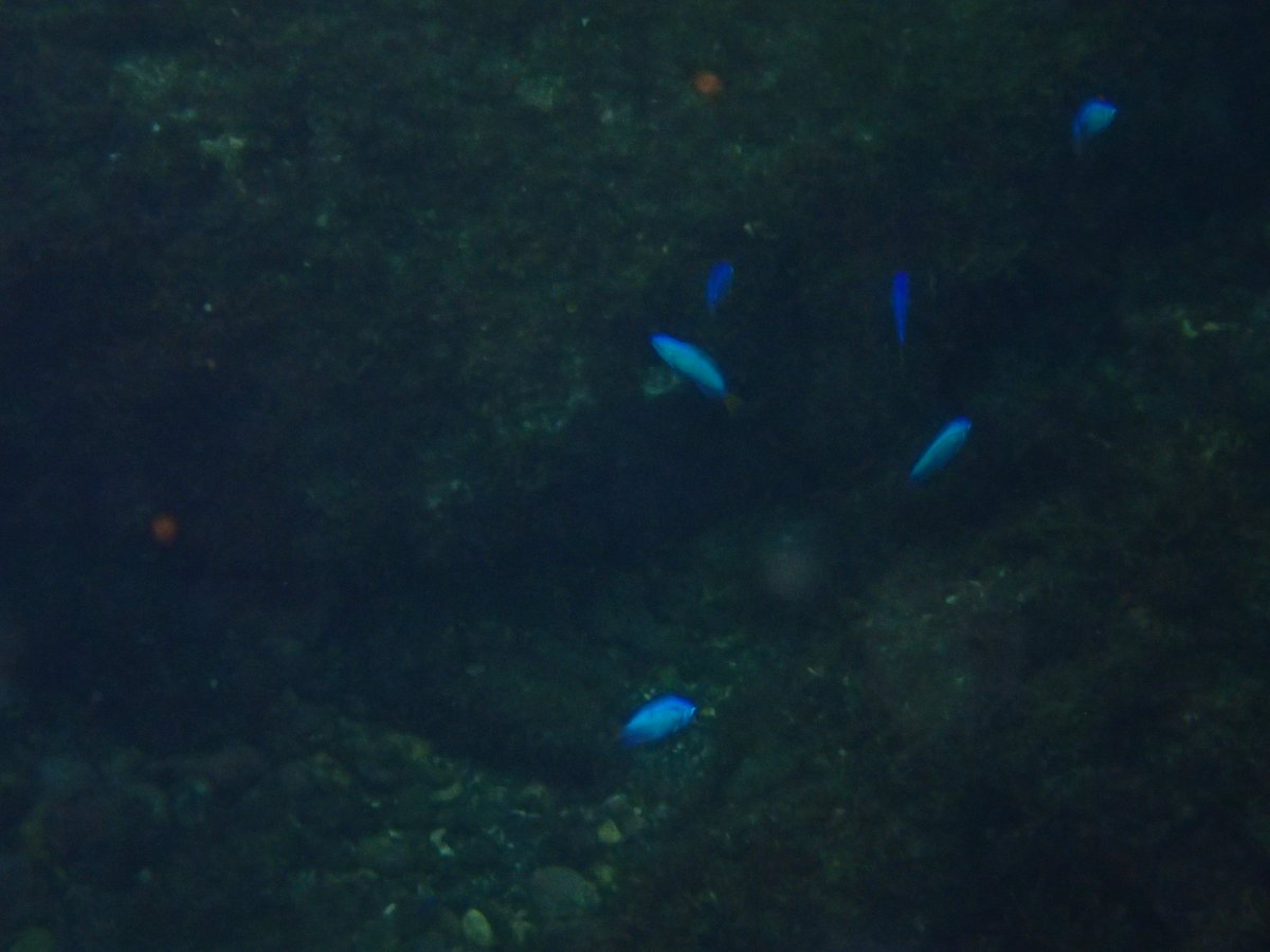 Underwater Wreck Dive, Shizuoka