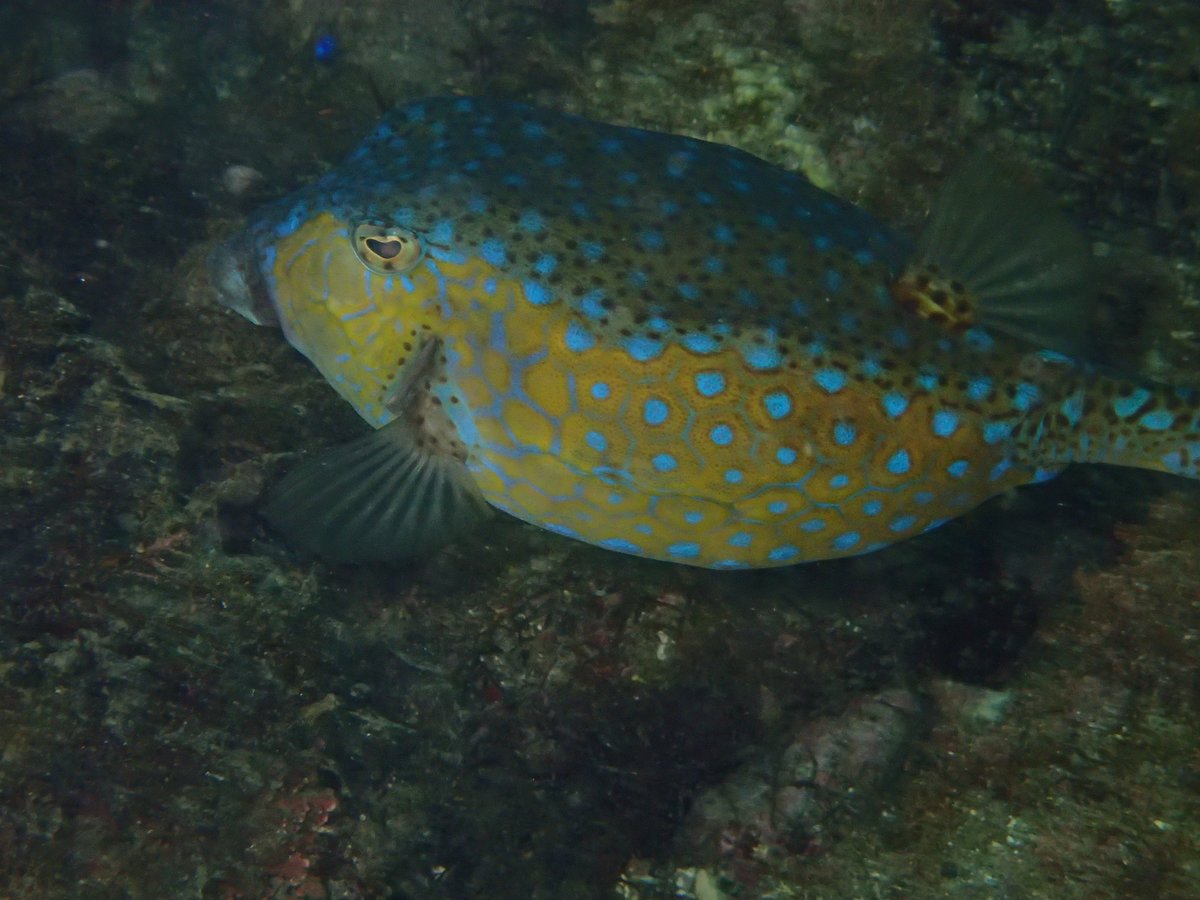 Underwater Wreck Dive, Shizuoka photo 2