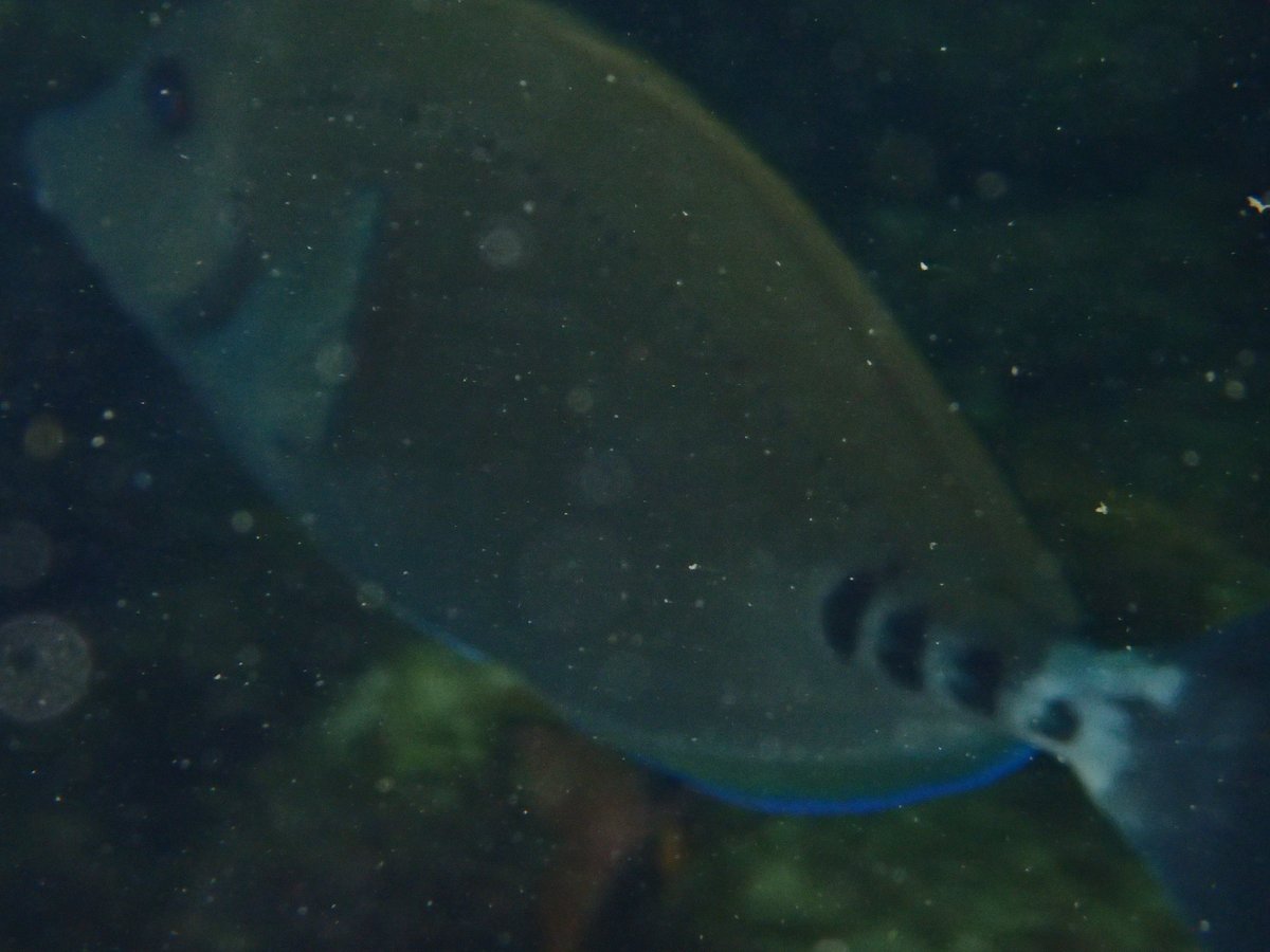 Underwater Wreck Dive, Shizuoka photo 3
