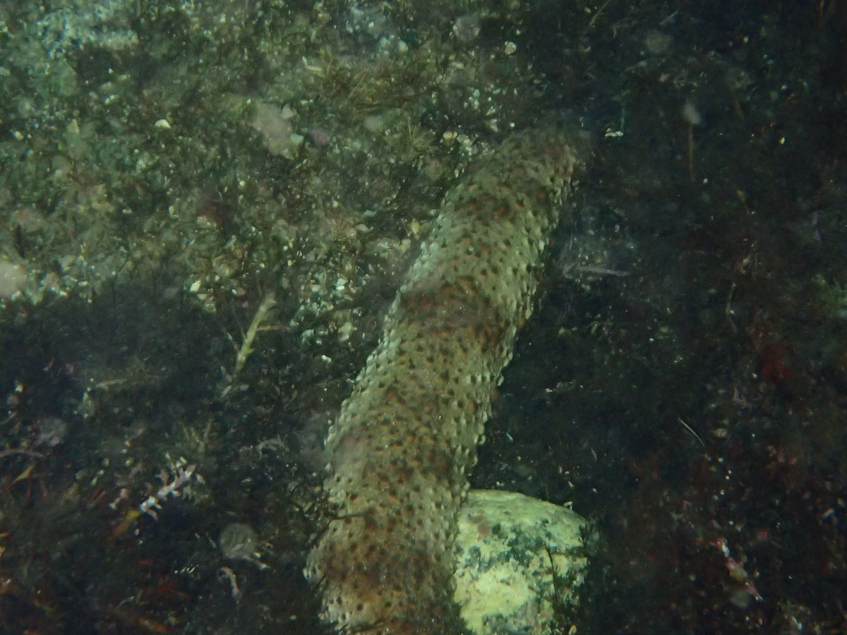 Underwater Wreck Dive, Shizuoka photo 4